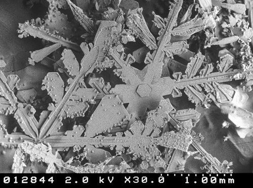 microscope-snow01.jpg