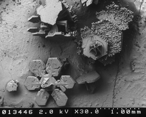microscope-snow02.jpg